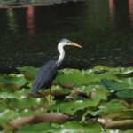 Pied Heron (image by Mark Van Beirs)