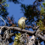 Pine Flycatcher (image by Leonardo Garrigues)