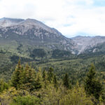 Pine forests at Gonggangling Pass (image by Simon Mitchell)