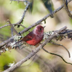 Pink-headed Warbler (image by Leonardo Garrigues)