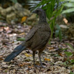 Plain Chachalaca (image by Leonardo Garrigues)