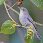 Plain White-eye (image by Pete Morris)