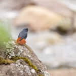 Plumbeous Redstart (image by Simon Mitchell)