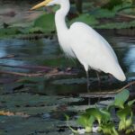 Plumed Egret (image by Mark Van Beirs)