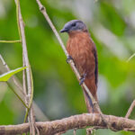 female Pohnpei Cicadabird (image by Pete Morris)