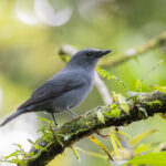 male Pohnpei Cicadabird (image by Pete Morris)