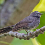 Pohnpei Fantail (image by Pete Morris)