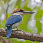 Pohnpei Kingfisher (image by Pete Morris)
