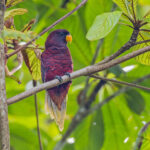 Pohnpei Lorikeet (image by Pete Morris)