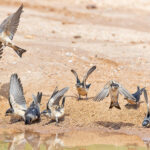Preuss's Cliff Swallows (image by Pete Morris)