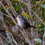 Prevost's Ground Sparrow (image by Leonardo Garrigues)