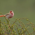 Przevalski's Finch (image by Simon Mitchell)