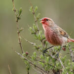 Przevalski's Finch (image by Simon Mitchell)