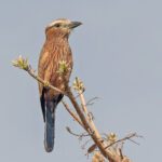 Purple Roller (image by Pete Morris)