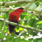 Purple-bellied Lory (image by Mark Van Beirs)