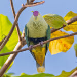 Purple-capped Fruit Dove (image by Pete Morris)