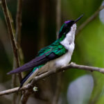 Purple-crowned Fairy (image by Leonardo Garrigues)