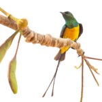 Pygmy Sunbird (image by Pete Morris)
