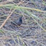 Quailfinch (image by Pete Morris)