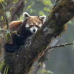Red Panda (image by Simon Mitchell)