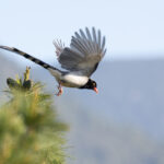 Red-billed Magpie (image by Simon Mitchell)