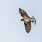 Red-chested Swallow (image by Pete Morris)