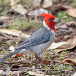 Red-crested Cardinal (image by Pete Morris)