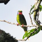 Red-flanked Lorikeet (image by Mark Van Beirs)
