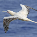 Red-footed Booby (image by Pete Morris)