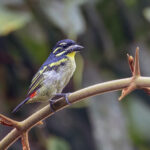 Red-rumped Tinkerbird (image by Pete Morris)
