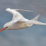 Red-tailed Tropicbird (image by Pete Morris)