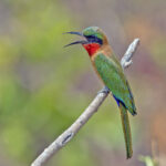 Red-throated Bee-eater (image by Pete Morris)