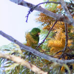Red-throated Parakeet (image by Leonardo Garrigues)