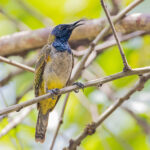 Reichenbach's Sunbird (image by Pete Morris)