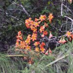 Rhododendron flowers at Kiki (image by Mark Van Beirs)