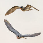 Rock Pratincoles (image by Pete Morris)