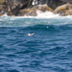 Roseate Tern (image by Diedert Koppenol)