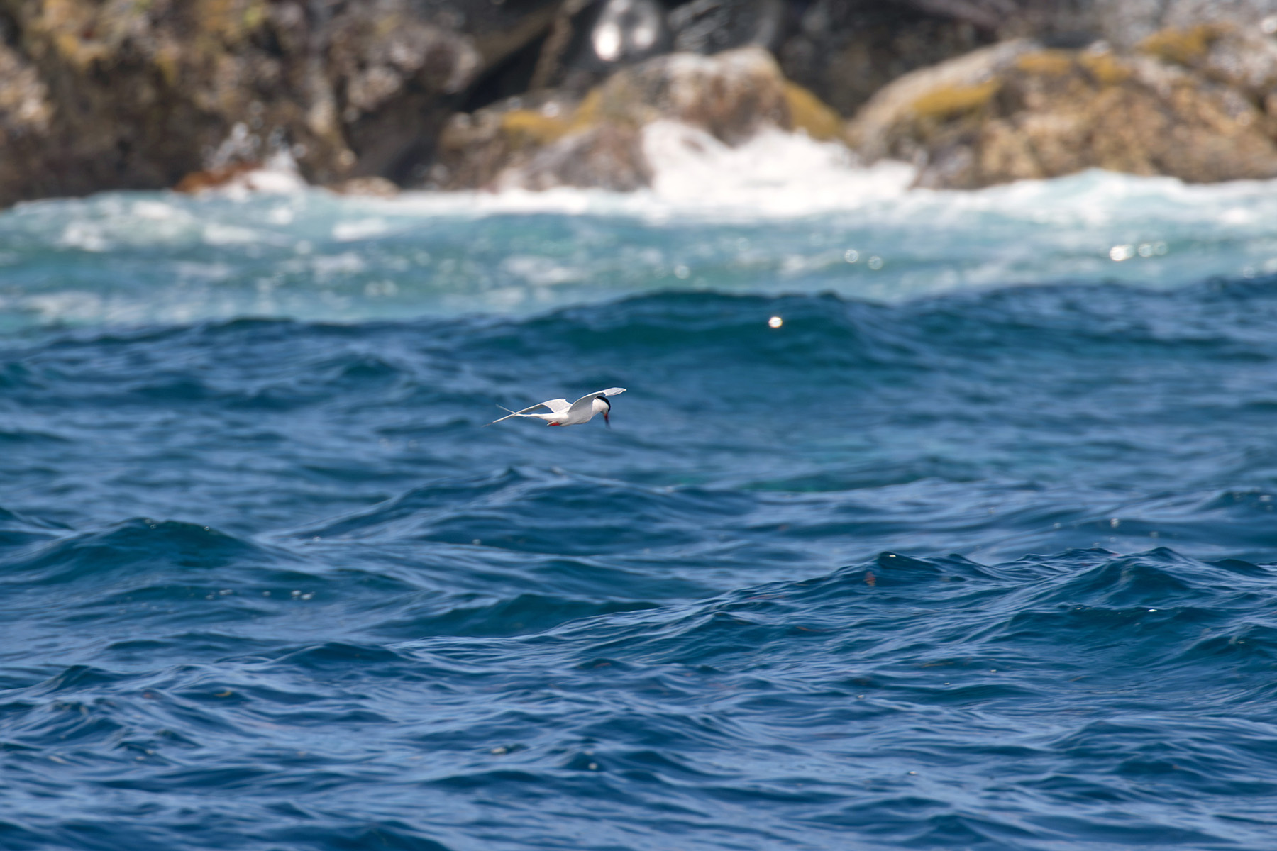 Roseate Tern (image by Diedert Koppenol)
