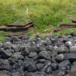 Roseate & Common Tern colony outside Praia Harbour (image by Diedert Koppenol)