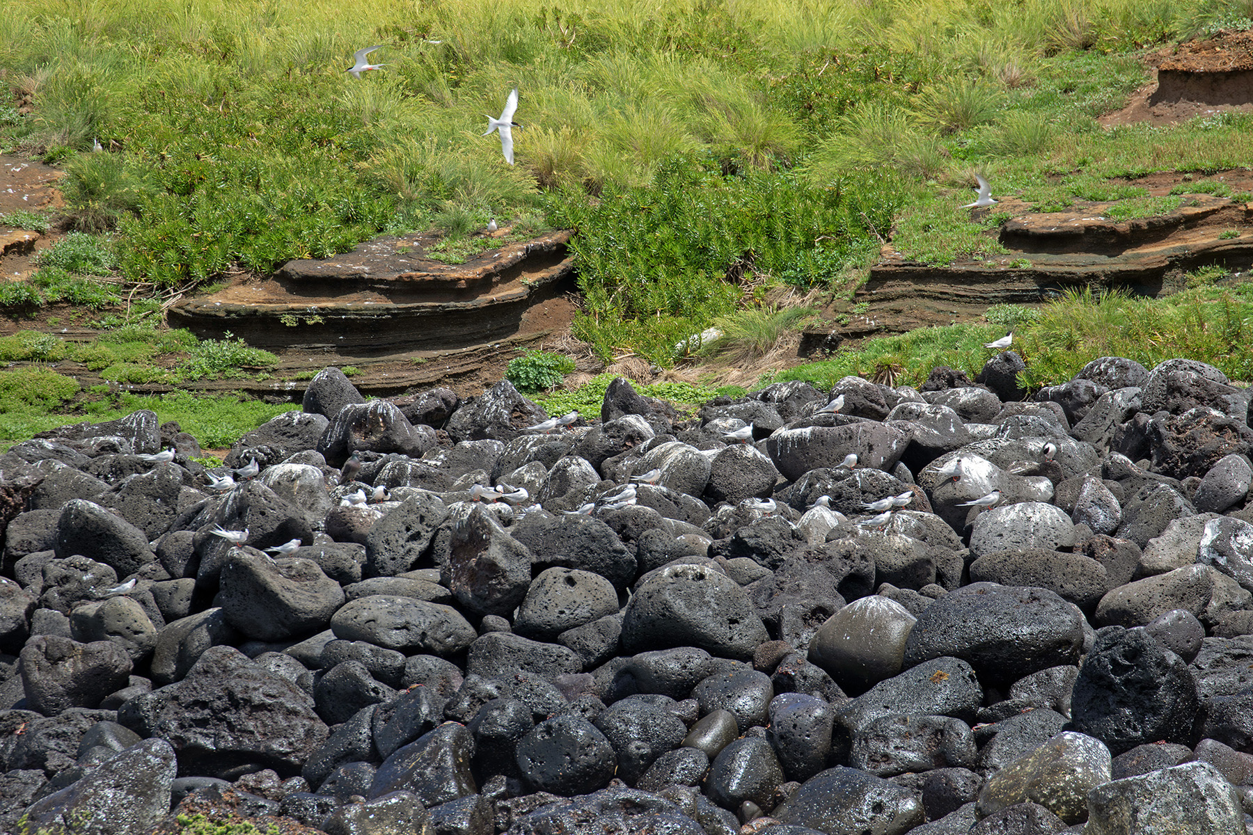 Roseate & Common Tern colony outside Praia Harbour (image by Diedert Koppenol)