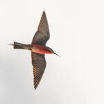 Rosy Bee-eater (image by Pete Morris)