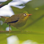 Rota White-eye (image by Pete Morris)
