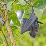 Ruck Flying Fox (image by Pete Morris)