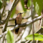 Rufous Sabrewing (image by Leonardo Garrigues)