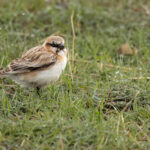 Rufous-necked Snowfinch (image by Simon Mitchell)
