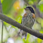 Rufous-sided Broadbill (image by Pete Morris)