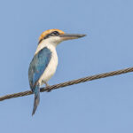Rusty-capped Kingfisher (image by Pete Morris)