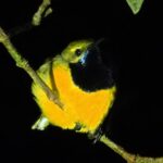 Sahul Sunbird (image by Mark Van Beirs)