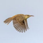 Saipan Reed Warbler (image by Pete Morris)