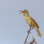 Saipan Reed Warbler (image by Pete Morris)
